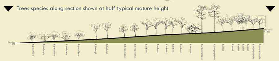 Prediction of tree heights on the section shown on the map above