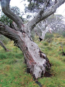 Snow gum/White Sally