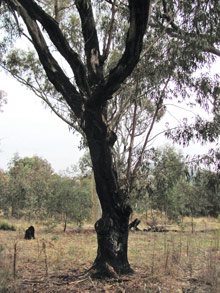 Apple Box Eucalyptus bridgesiana