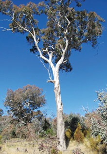 Blakely's Red Gum