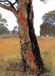 Candlebark