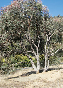 Large-flowered Bundy