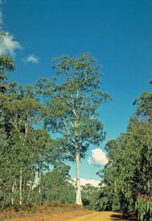 Mountain Gum Eucalyptus dalrympleana