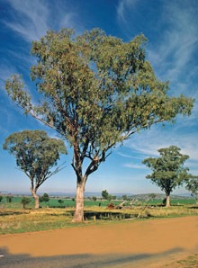 White Box Eucalyptus albens